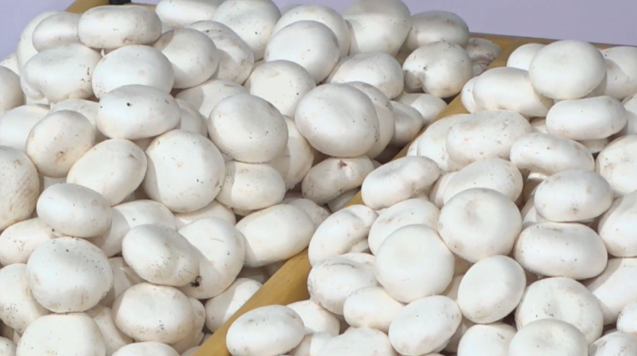 Грибную ферму открыли в Петропавловске