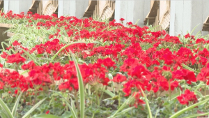 Посадка цветов в Алматы в самом разгаре