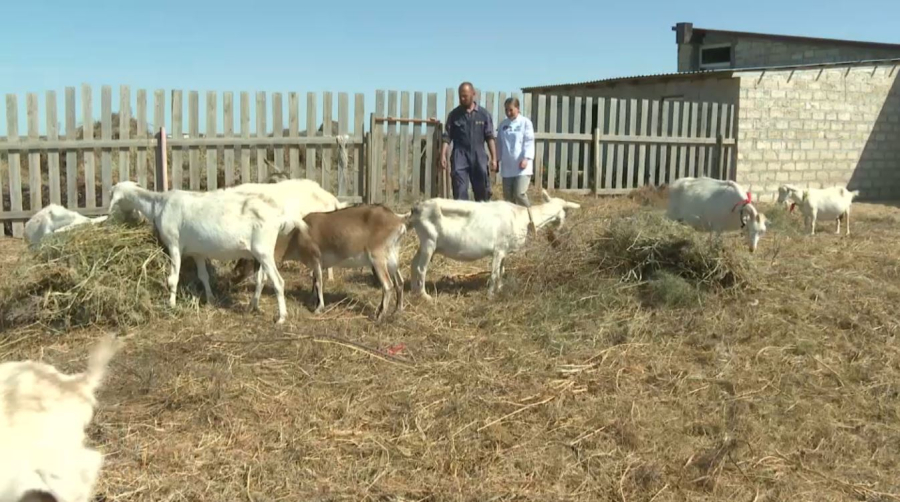 Сыроделы из Мангистауской области завоевали мировое признание