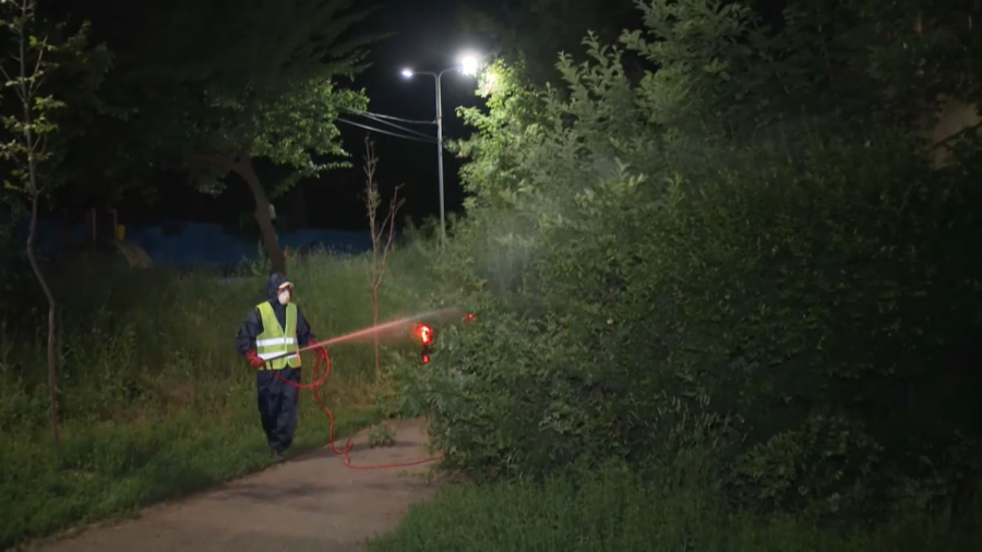 Алматыда ағаштағы зиянкестерге қарсы күрес жүріп жатыр