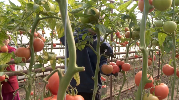 ₸767 млн выделили на субсидирование тепличных хозяйств в Шымкенте