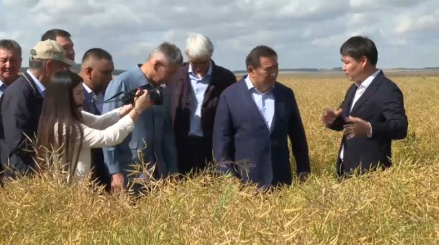 Ақмола облысында егін орағы науқаны қыза түсті