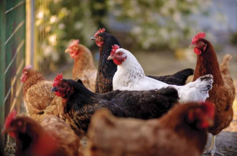 Птицефабрика мощностью 200 млн яиц в год строится в Костанайской области