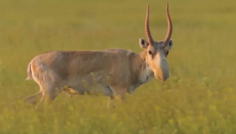 Өзбекстанда киіктер үшін автоматтандырылған су жүйесі орнатылады