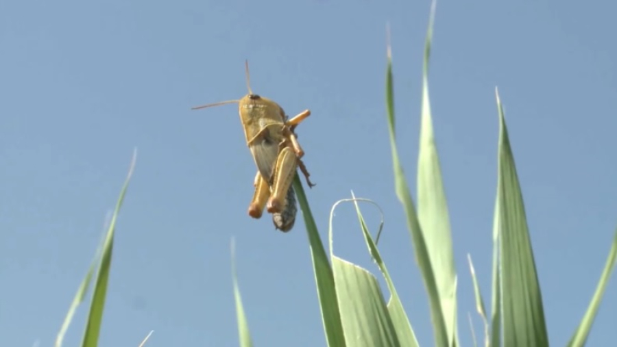 Обработку земель от саранчи завершили в Казахстане