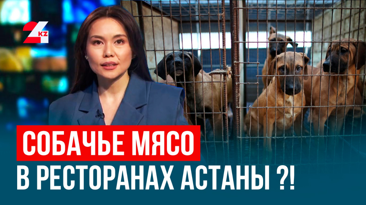 Собачатина в ресторане, обман ЕНТ и водительские изменения