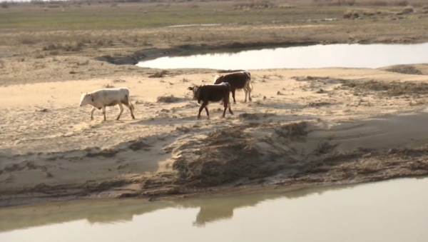 Владельцам павших животных выплачивают компенсации