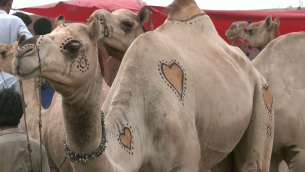 Цены на скот растут в мусульманских странах в преддверии Курбан-байрама