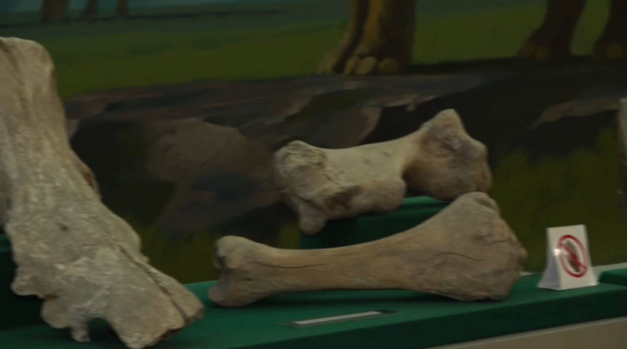 СҚО-да мамонттың сүйегі табылды