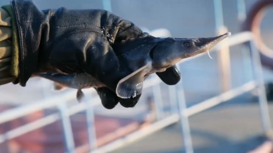 Балық өсірушілер үшін жаңа ережелер енгізілмек