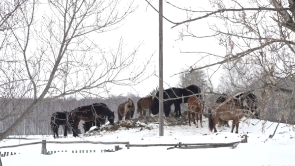 СҚО-да қырылған жылқылардың өлексесі жойылды