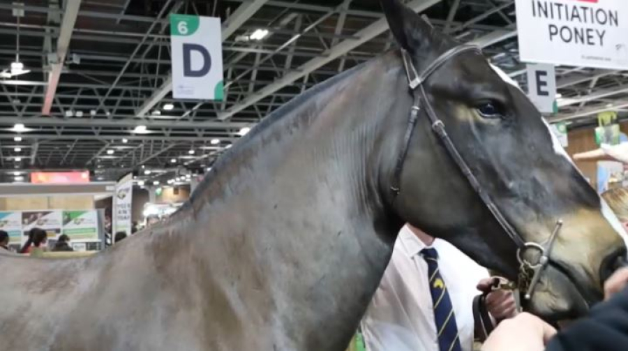 Едят ли французы конину