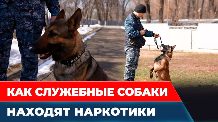 Кто и как отвечает за подготовку служебных собак в Казахстане