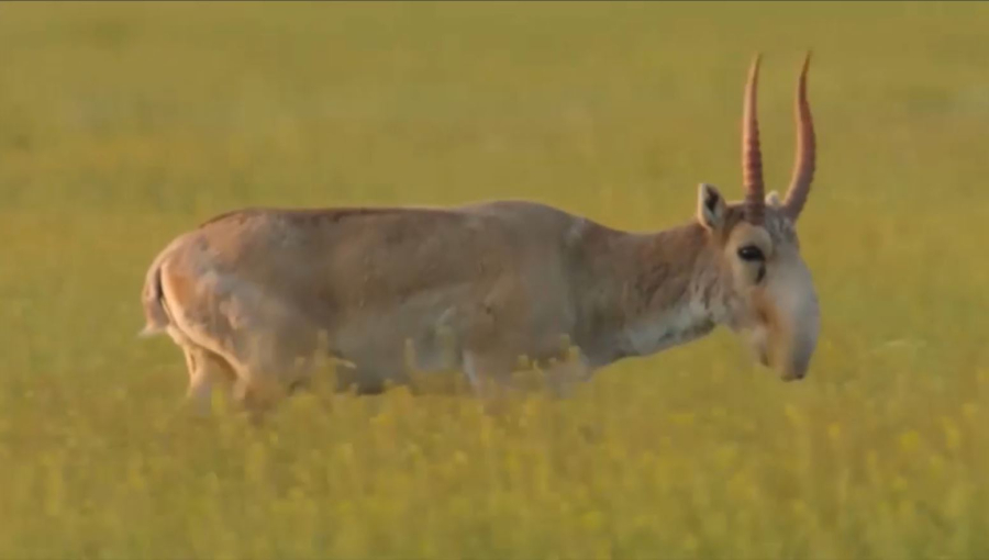 Киік атуға заңмен тыйым салу жануардың популяциясын реттеуге кедергі болып тұр