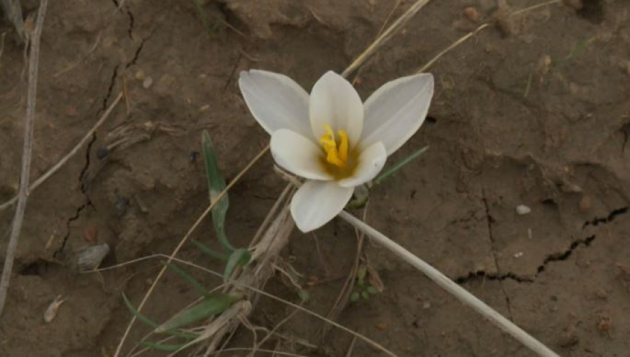 Подснежники зацвели в Шымкенте