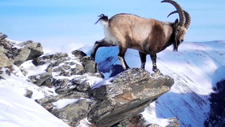 ШҚО-да сирек кездесетін аң -құс саны нақтыланып жатыр