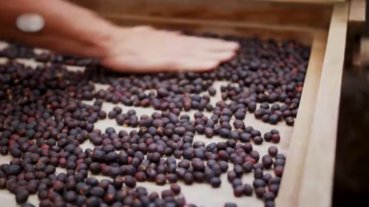 Кофейный бум: Казахстан нарастил импорт кофе