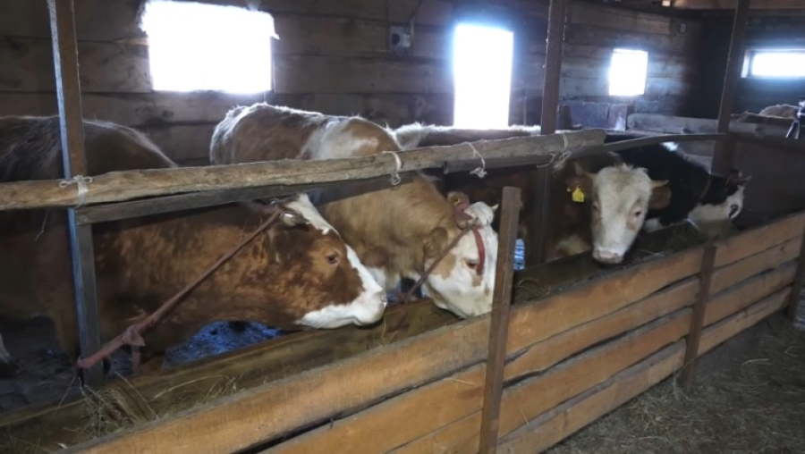 Бруцеллез выявили у скота в Абайской области