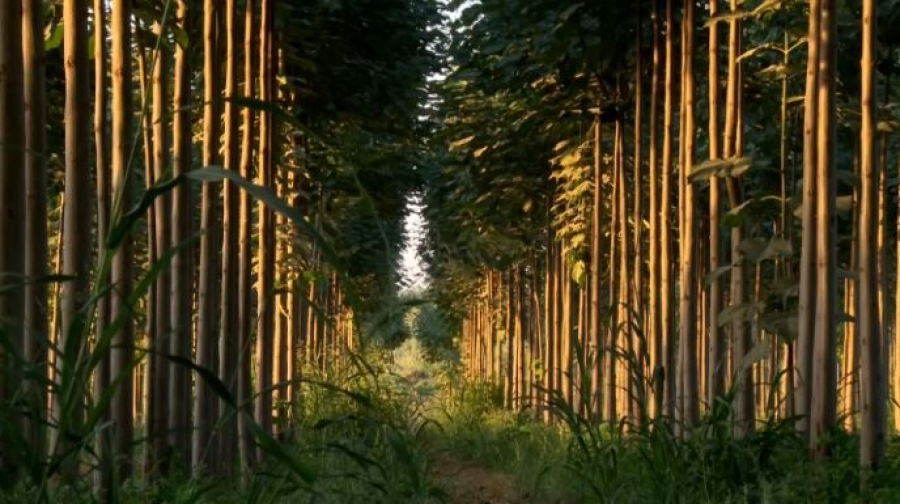 Житель Туркестанской области выращивает павловнию