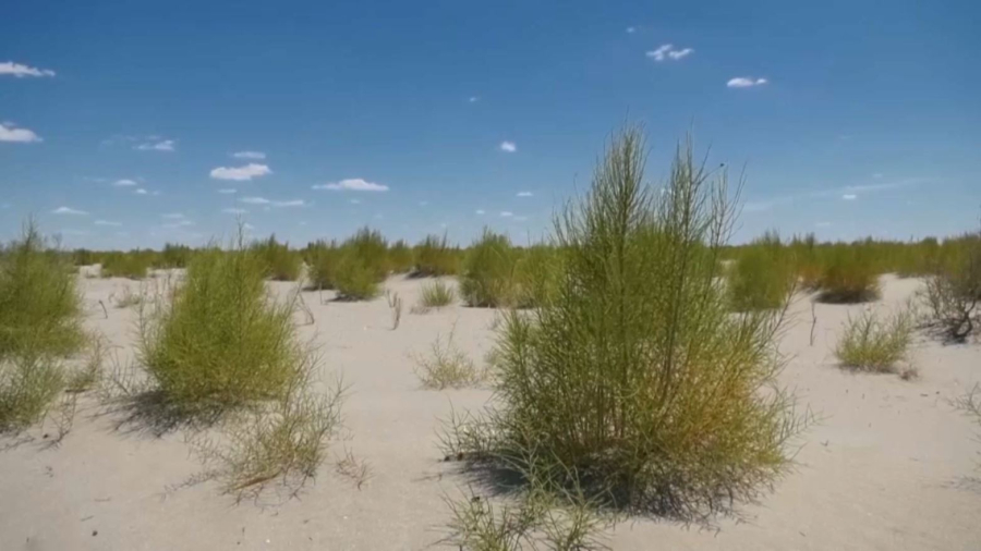 Қазақстан мен Өзбекстан Арал табанына сексеуіл егу бойынша бірлескен жоба әзірлейді