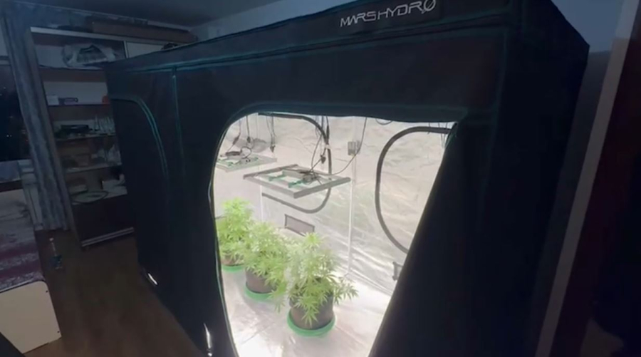 Алматыда пәтерде есірткі өсіргендер ұсталды