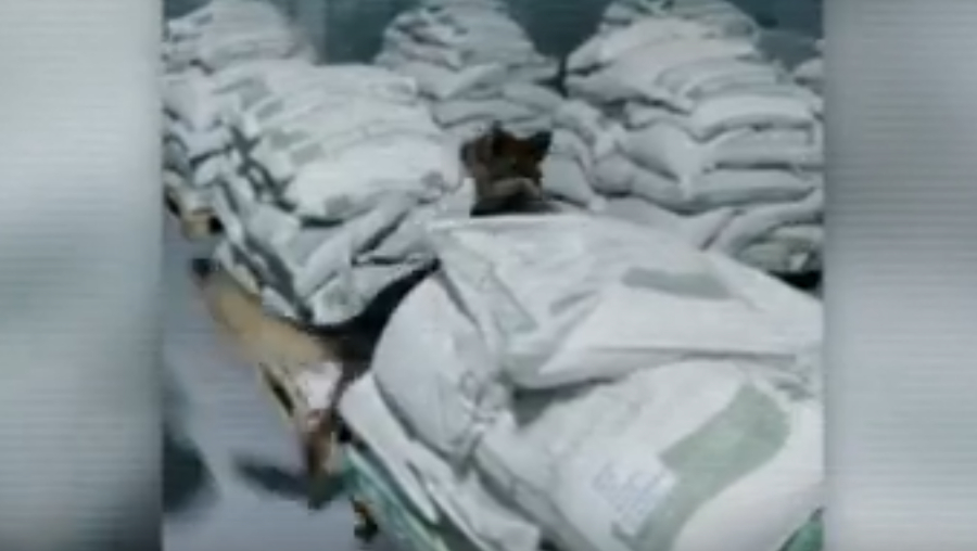 Крупнейшая в истории Казахстана партия кокаина изъята в Алматы