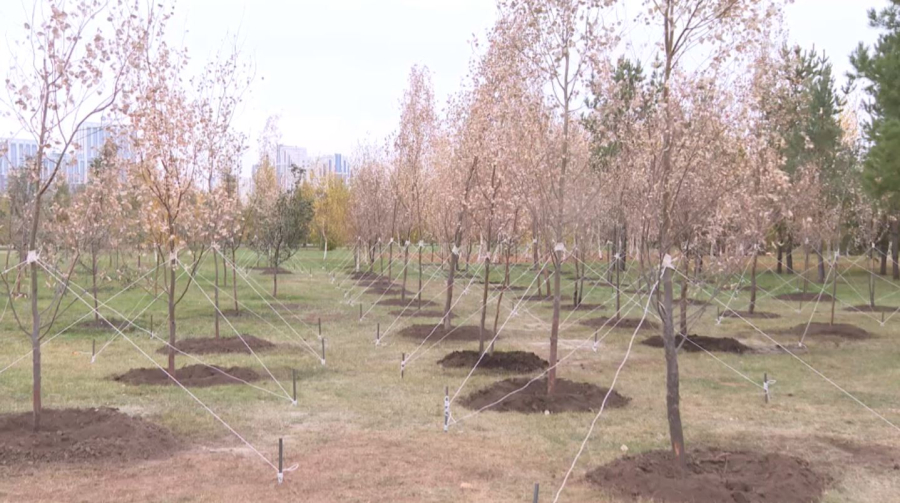 Астанада тораңғы талы егілді