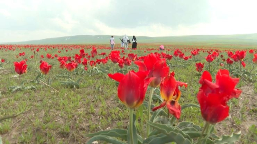 Международный фестиваль тюльпанов начался в Жамбылской области