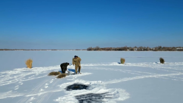 Как спасают рыбу от кислородного голодания