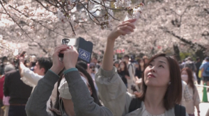 Сезон цветения сакуры в Японии принесёт экономике $5 млрд
