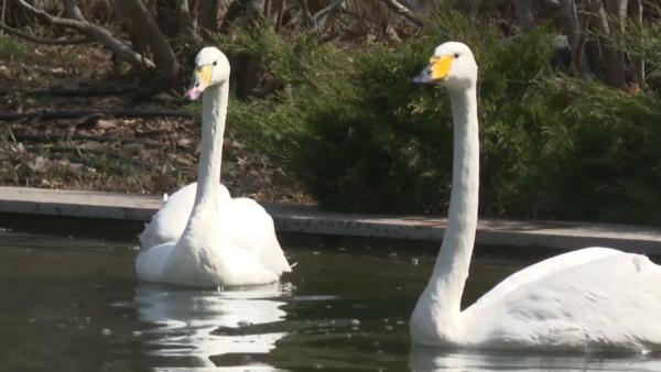 Алматыдағы ботаникалық баққа аққулар оралды