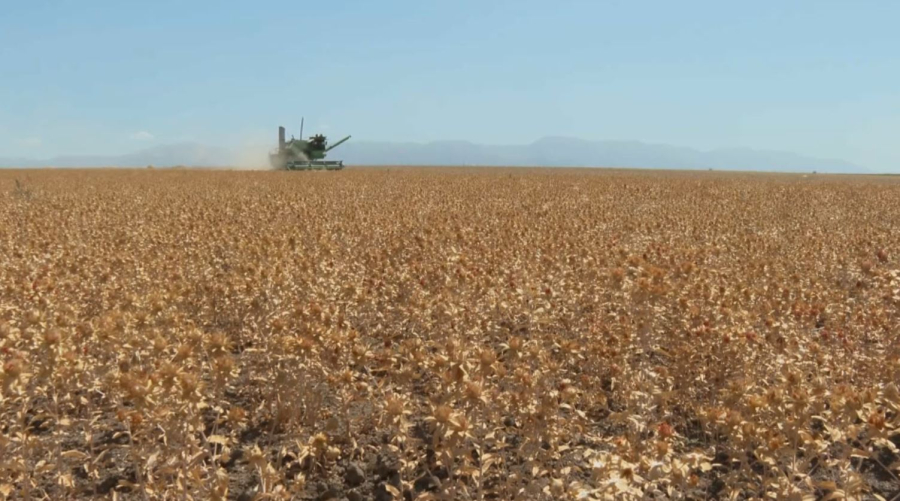 Шымкентте егін орағы аяқталып келеді