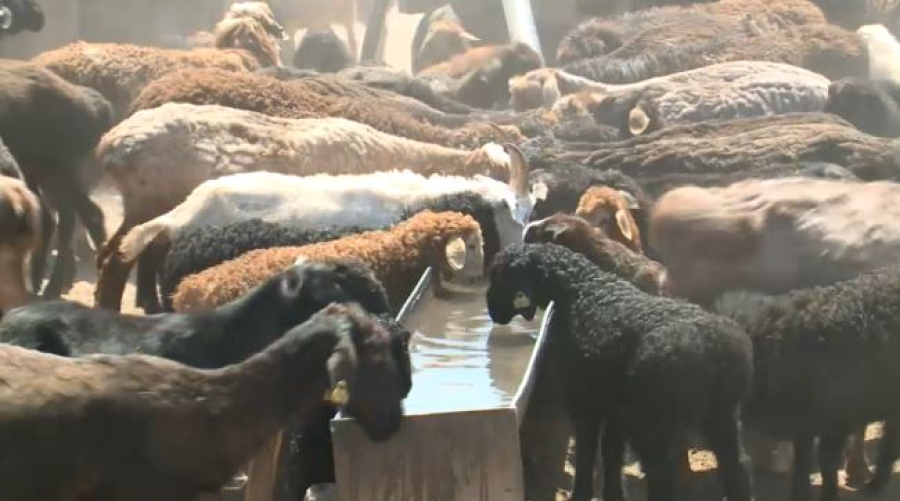 75 проектов реализуют сельхозпроизводители в Атырауской области