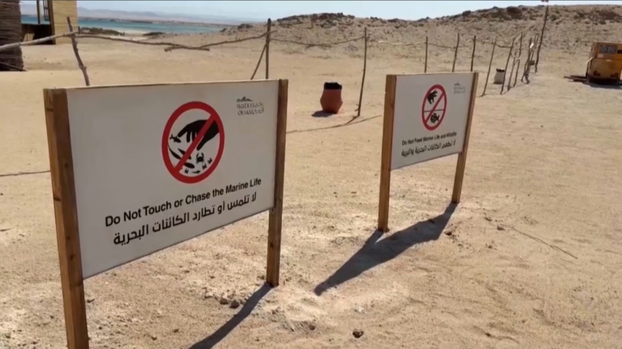 Туристический бум в Египте угрожает биоразнообразию пляжей красного моря