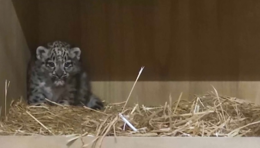 Редкий снежный барс родился в зоопарке Честера