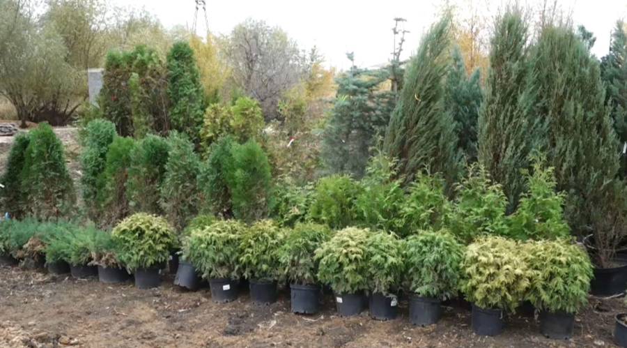 Оралда ботаникалық бақ салынып жатыр