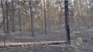 Пожар около села Талица потушен – МЧС