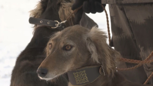 Казахские породы собак разводят в Акмолинской области