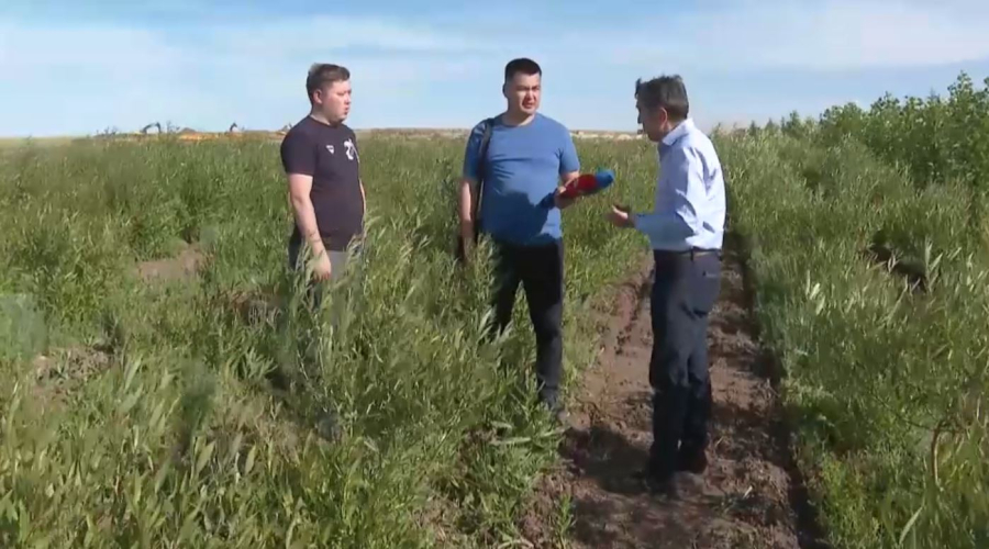 Уникальный лесопитомник создали в Акмолинской области