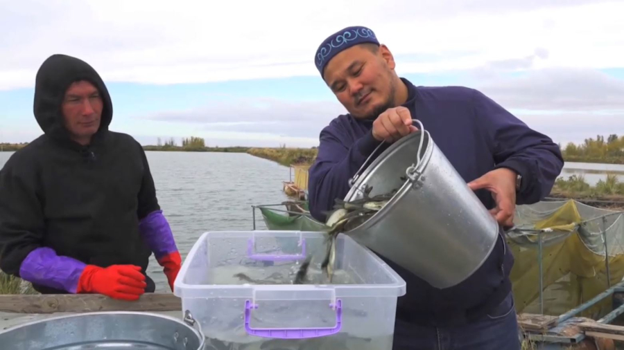 Ертіс пен Зайсанға 30 миллион шабақ жіберілді