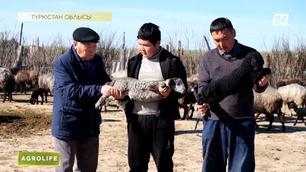Қаракөл шаруашылығы неге тұралап қалды? | AgroLife
