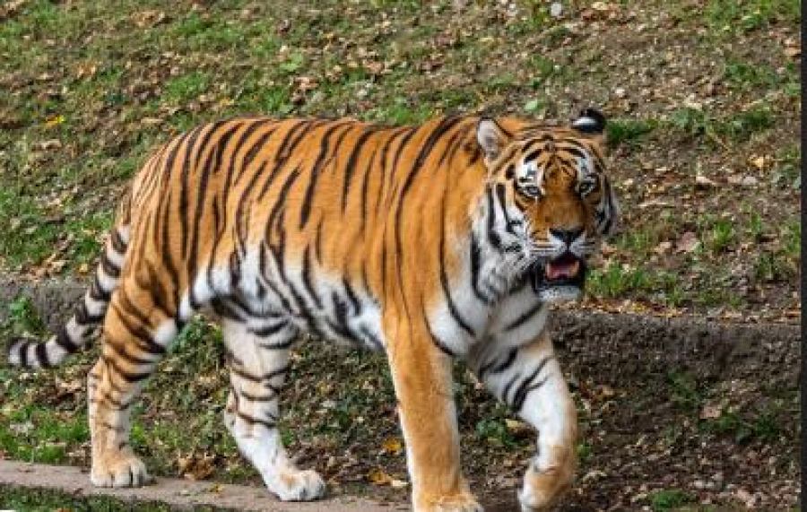 Еще четырех тигров привезут в Казахстан