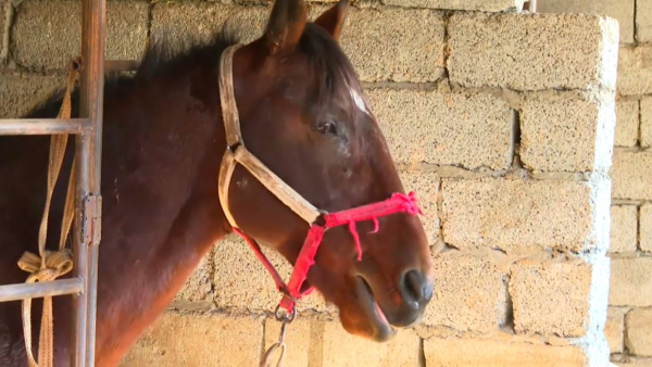 Дүниежүзілік көшпенділер ойынына Қызылорда облысы қызу дайындалып жатыр