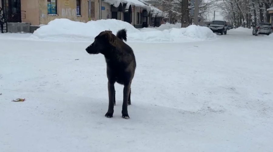 Өскеменде иесіз иттер көбейді