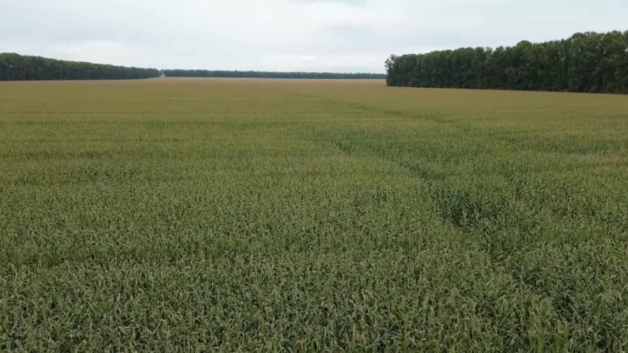 ШҚО-да майлы дақылдардың жаңа түрлерін егу жолға қойылды