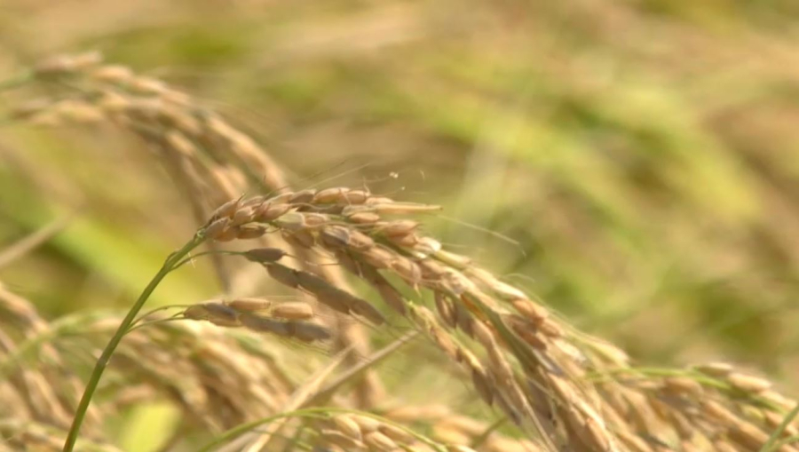 Ғалымдар ерте пісетін күріш сұрпын егуді ұсынды