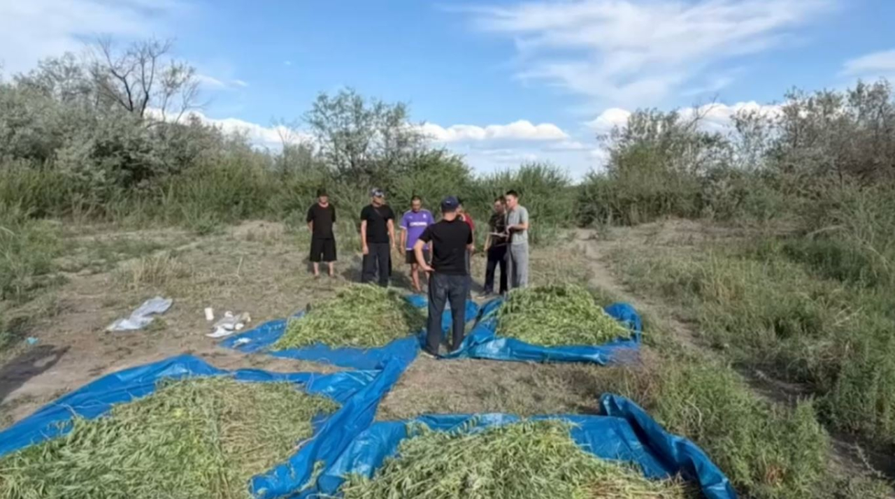 Более тонны наркосодержащих растений изъяли в Алматинской области
