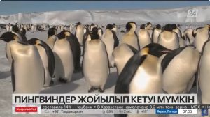 Пингвиндер жойылып кетуі мүмкін