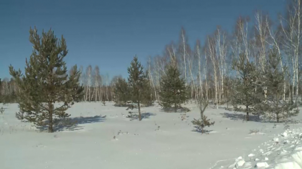 Ақмола облысында 18 млн түп ағаш егіледі