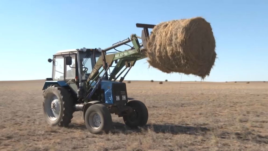 Атырау облысында мал азығына шекті баға қойылды